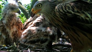 Ganz nah: Die Rotmilanmutter f&uuml;ttet die K&uuml;ken.